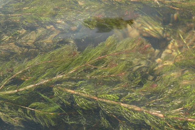 Myriophyllum Spicatum