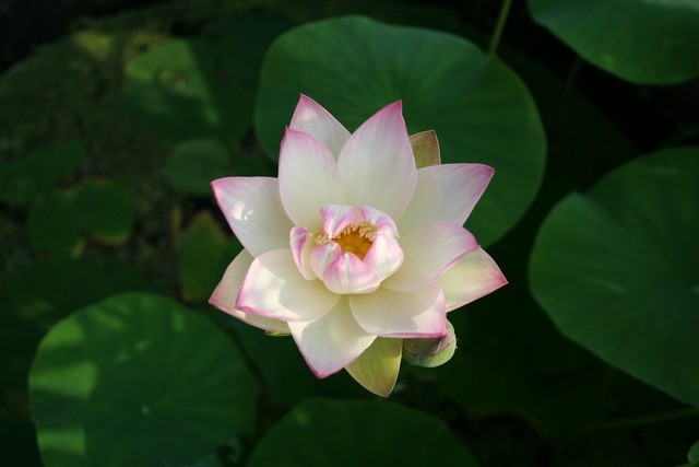 Nelumbo 'green Maiden' N