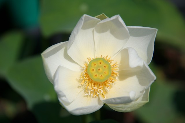 Nelumbo 'mario Zanfardino' P