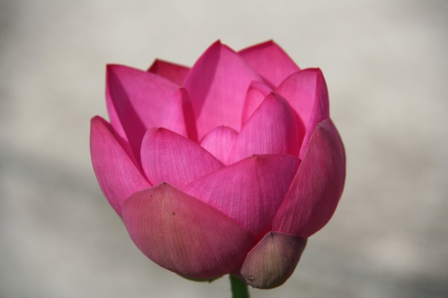 Nelumbo 'pekinensis Rubra' Gm