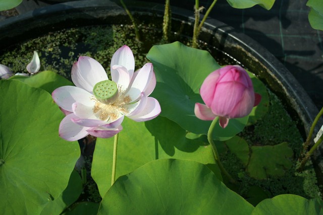 Nelumbo 'pink Ball' P