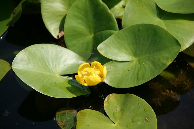 Nuphar Lutea