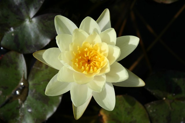 Nymphaea Hybrida Gi 'marliacea  Chromatella' Mp