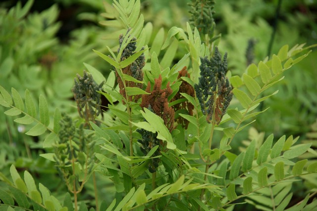 Osmunda Regalis (felce)