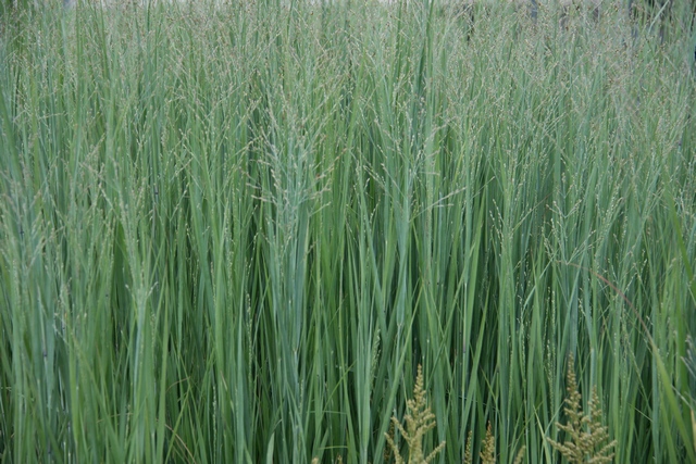 Panicum Virgatum 'heavy Metal'