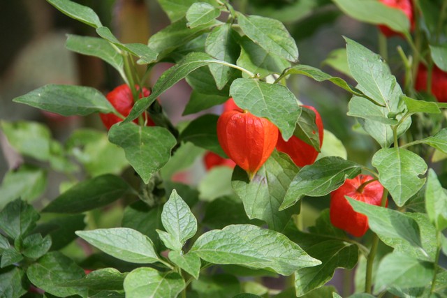 Physalis Alkekengi 'franchetti' (chichingero Lanterne Cinesi)