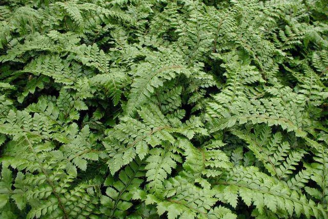 Polystichum Polyblepharum  (felce)