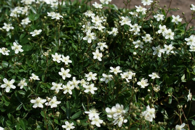 Potentilla Tridentata 'nuuk'