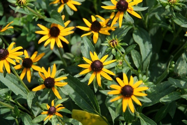 Rudbeckia Fulgida Var. Sulliv 'little Goldstar' ®