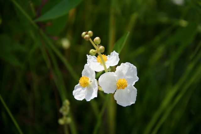 Sagittaria Sagittifolia