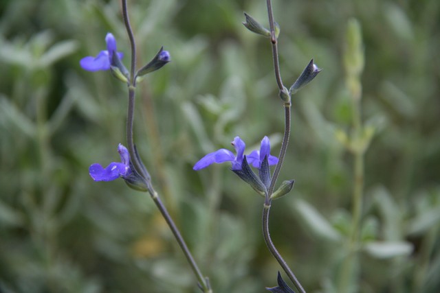 Salvia Chamaedryoides 'isochroma'