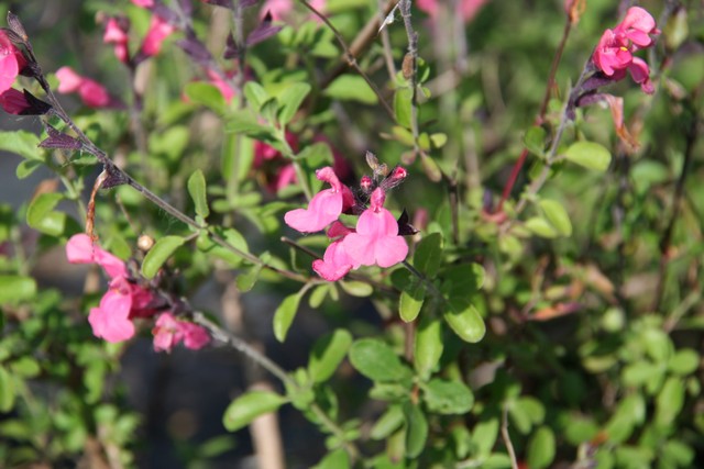 Salvia Greggii 'lowrys Peach'