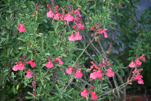 Salvia Greggii 'summer Peach'