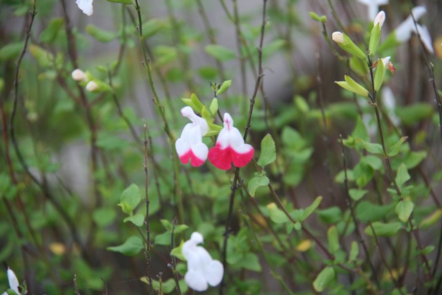 Salvia Microphylla 'hot Lips'