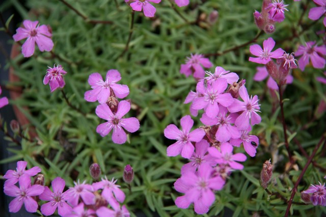 Saponaria X Olivana