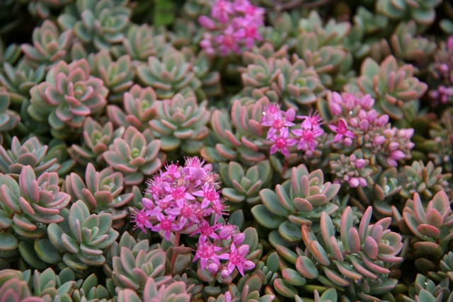 Sedum Pluricaule