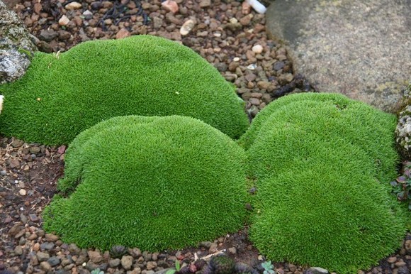 Silene Acaulis 'floribunda'