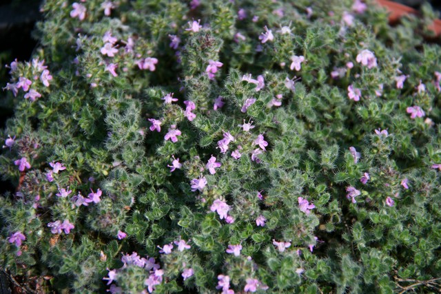 Thymus Praecox 'pseudolanuginosus'