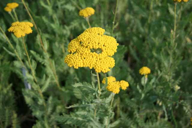 Achillea Filipendulina 'parkers Varietat'