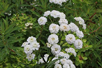 Achillea Ptarmica 'the Pearl'