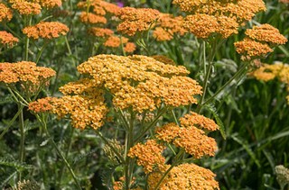 Achillea Millefolium 'terracotta'