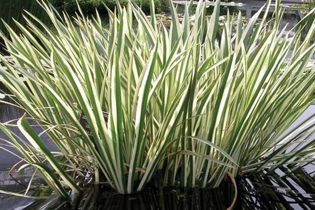 Acorus Calamus Autoctona