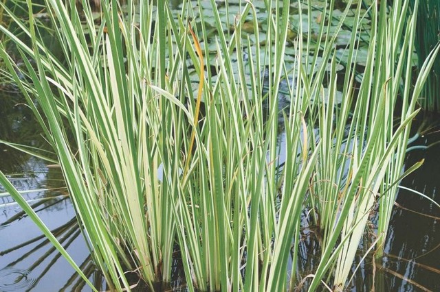 Acorus Calamus 'variegatus' (calamo Aromatico Var)