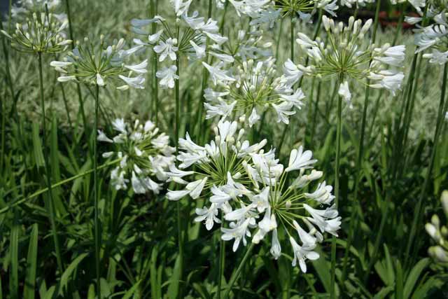 Agapanthus Africanus 'albus'