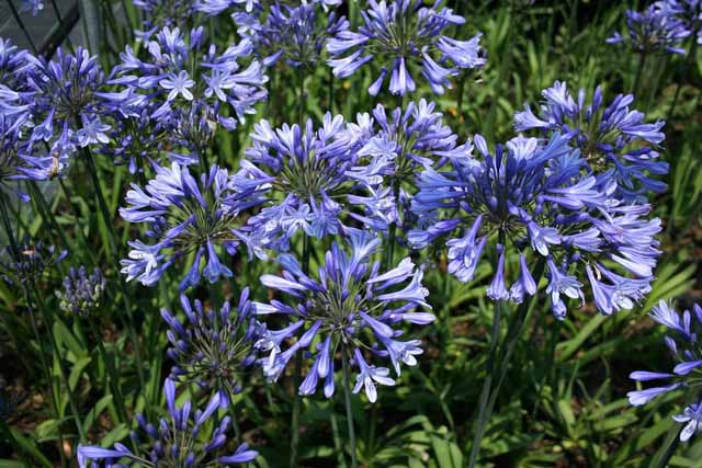 Agapanthus Africanus ( A. Umbellatus )