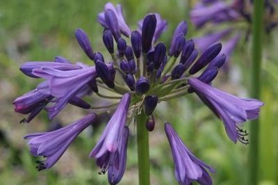 Agapanthus 'black Magic' ®