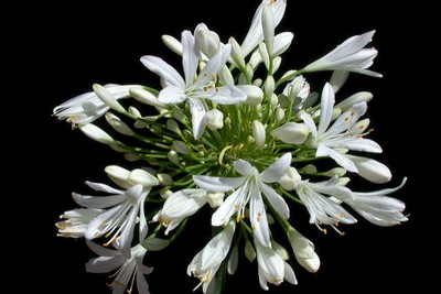 Agapanthus Praecox 'headbourne White'