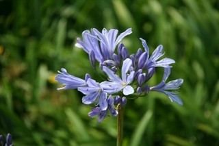 Agapanthus Praecox Ssp. Minimus 'peter Pan'