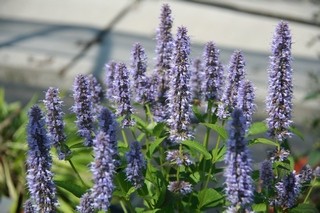 Agastache Foeniculum 'blue Fortune'