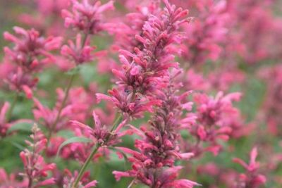 Agastache Mexicana 'red Fortune' ®