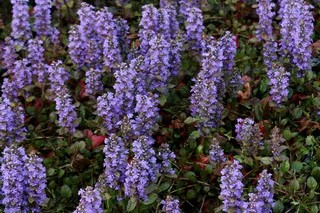 Ajuga Reptans 'atroporpurea'