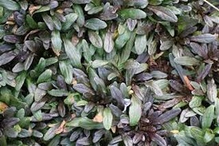 Ajuga Reptans 'chocolate Chips'