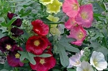 Alcea Ficifolia-hybr. 'las Vegas' (althaea)
