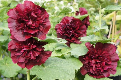 Alcea Rosea Charters 'double Purple'