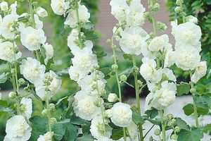 Alcea Rosea Charters 'double White'