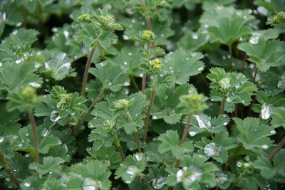 Alchemilla Erytropoda 'alma'