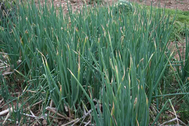 Allium Cepa 'proliferum' (aglio Da Taglio)