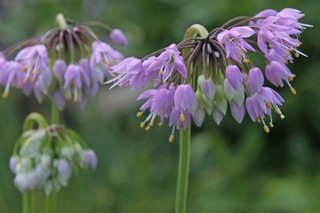 Allium Cernuum