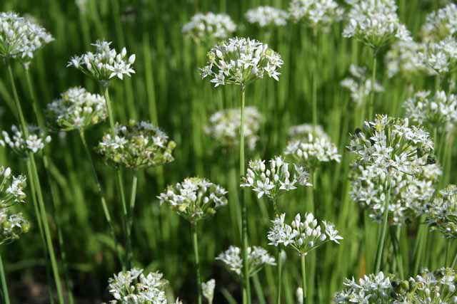 Allium Ramosum (a. Odorum)