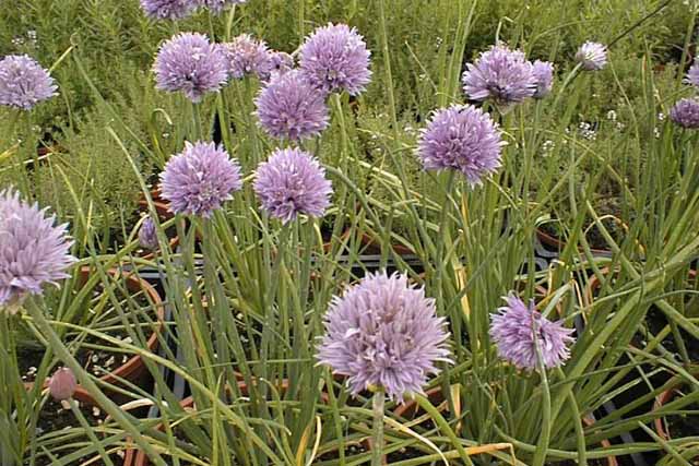 Allium Schoenoprasum (erba Cipollina)