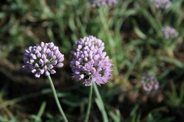 Allium Senescens