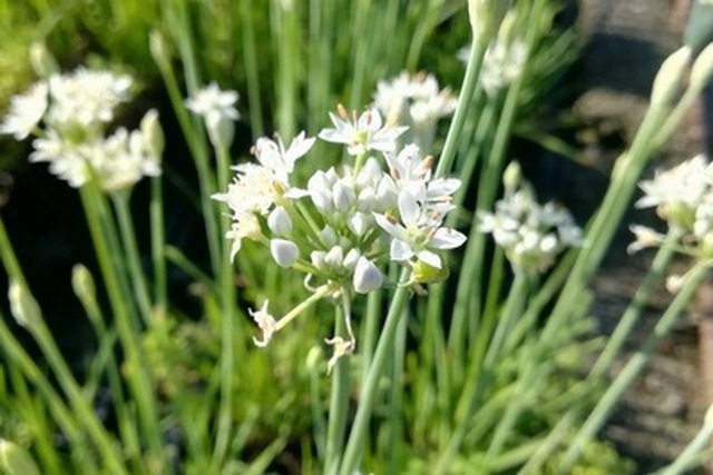 Allium Tuberosum (erba Aglina)