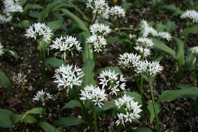 Allium Ursinum