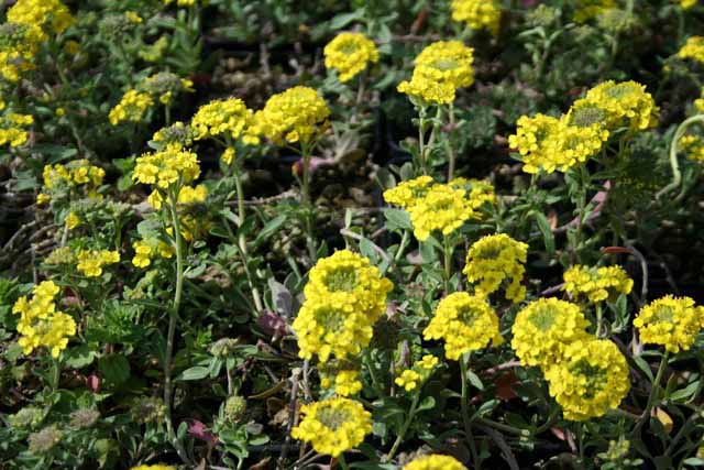 Alyssum Montanum 'luna'