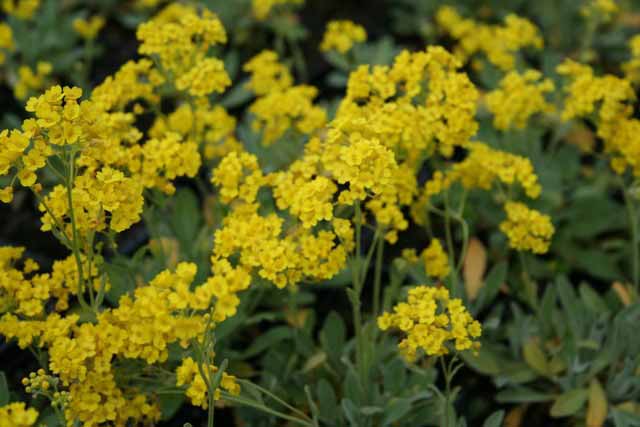 Alyssum Saxatile 'compactum Goldkuget'