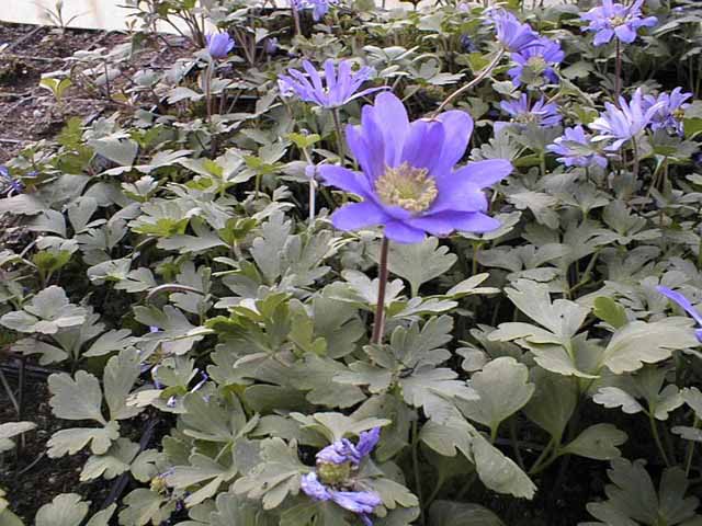 Anemone Blanda 'blue Shades'